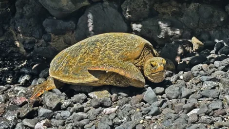 Photo of the Day: Honu